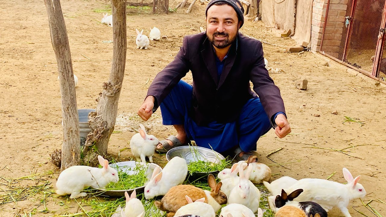 Raw parrotts new or big House ma bahut khush han ♥️♥️🦜🦜🐦‍⬛🦅🐄🕊️🐓🦚🦆