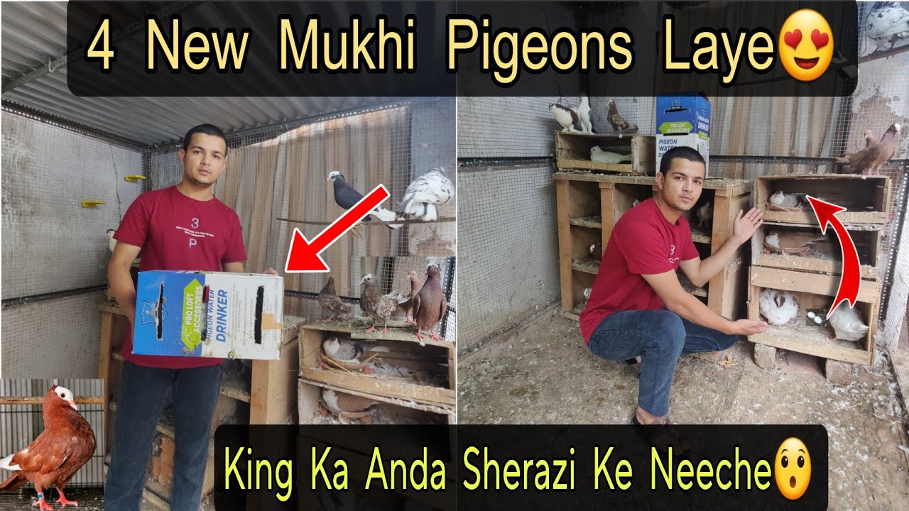 4 New Mukhi Pigeons Ka shoq || King Ke Ande🥚Exchange Kardiye! 😍🕊️