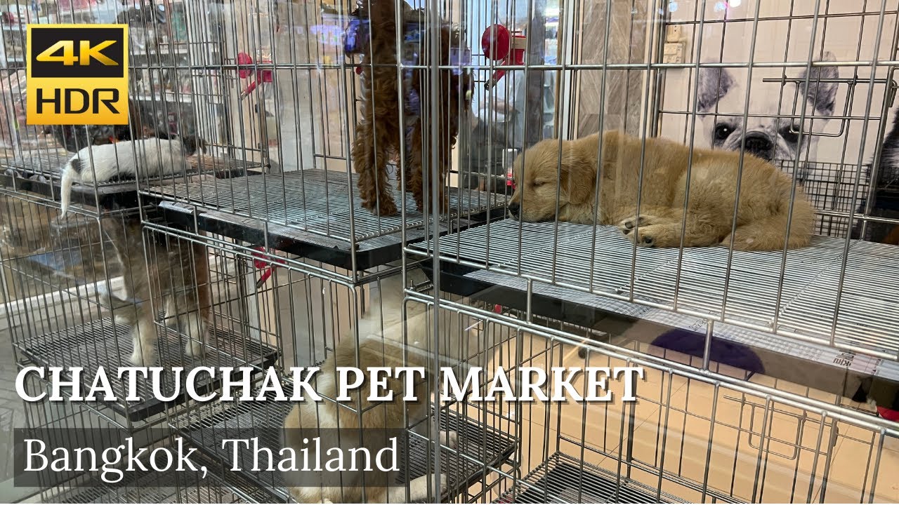 4K HDR| Walk around Chatuchak Market Pet Zone (JJ pet market) Jan 2022 | Bangkok | Thailand