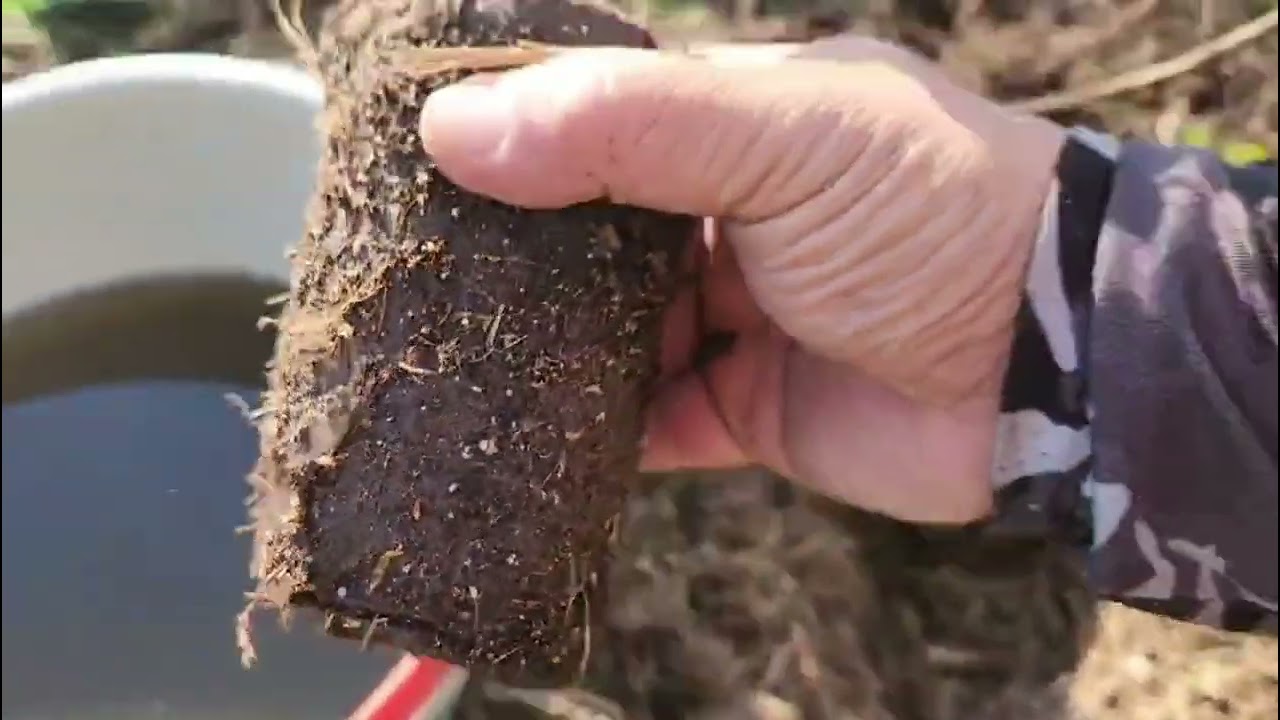 Como plantar mirtilo no solo
