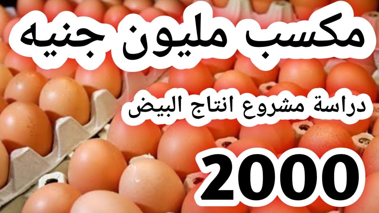 #دراسة جدوى حديثة #مشروع انتاج البيض #ارباح مليون جنيه #تربية الدواجن #بيض #دجاج