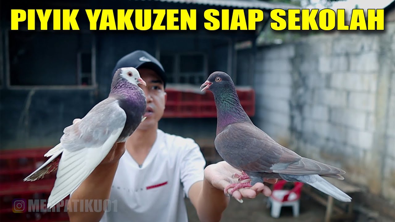 REVIEW KELABU MANGGIS PIYIK YAKUZEN