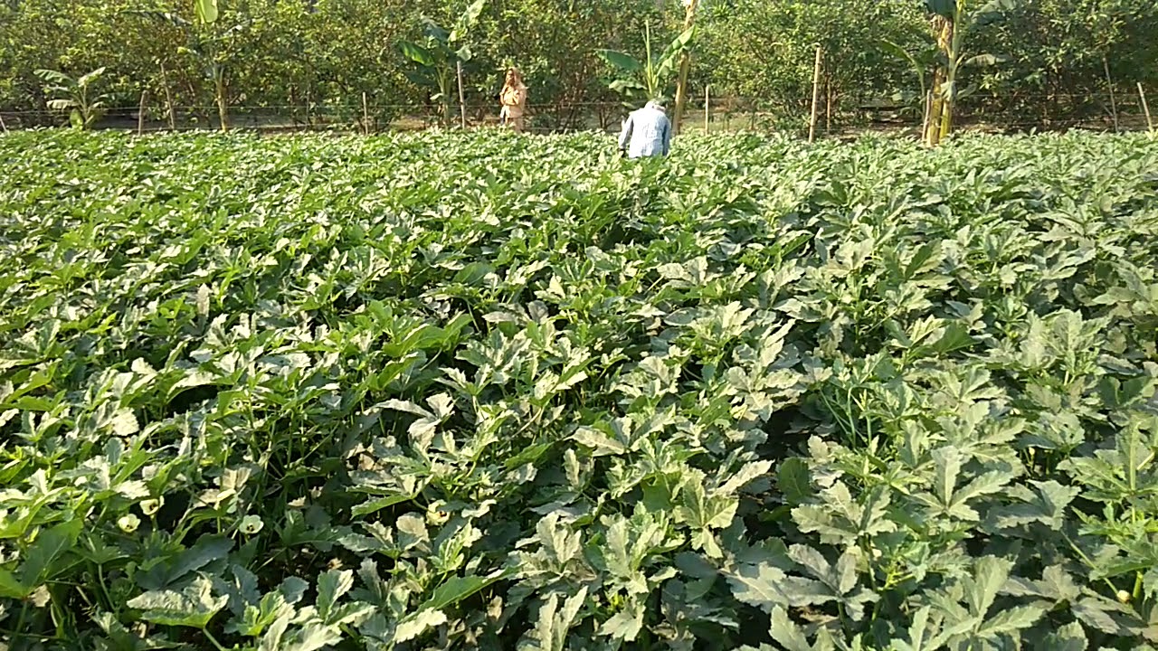 Lady's finger farming by Abhinandan ,vaishali
