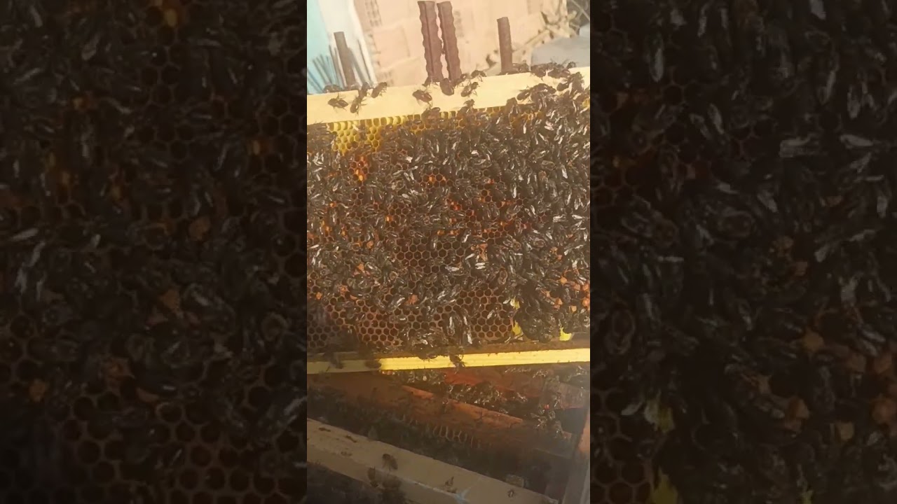 تربية الذكور ،محطة تلقيح الملكات، انتقاء سلالة النحل 