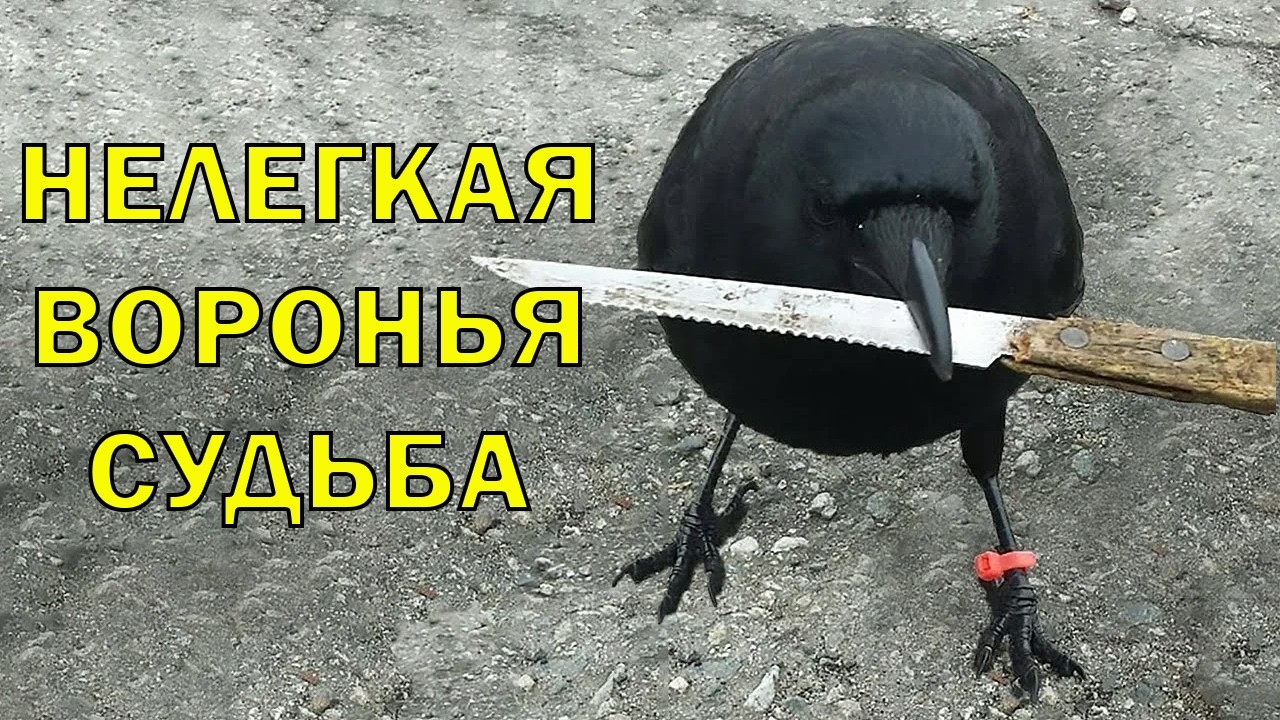 POV: ТЫ - ВОРОН
