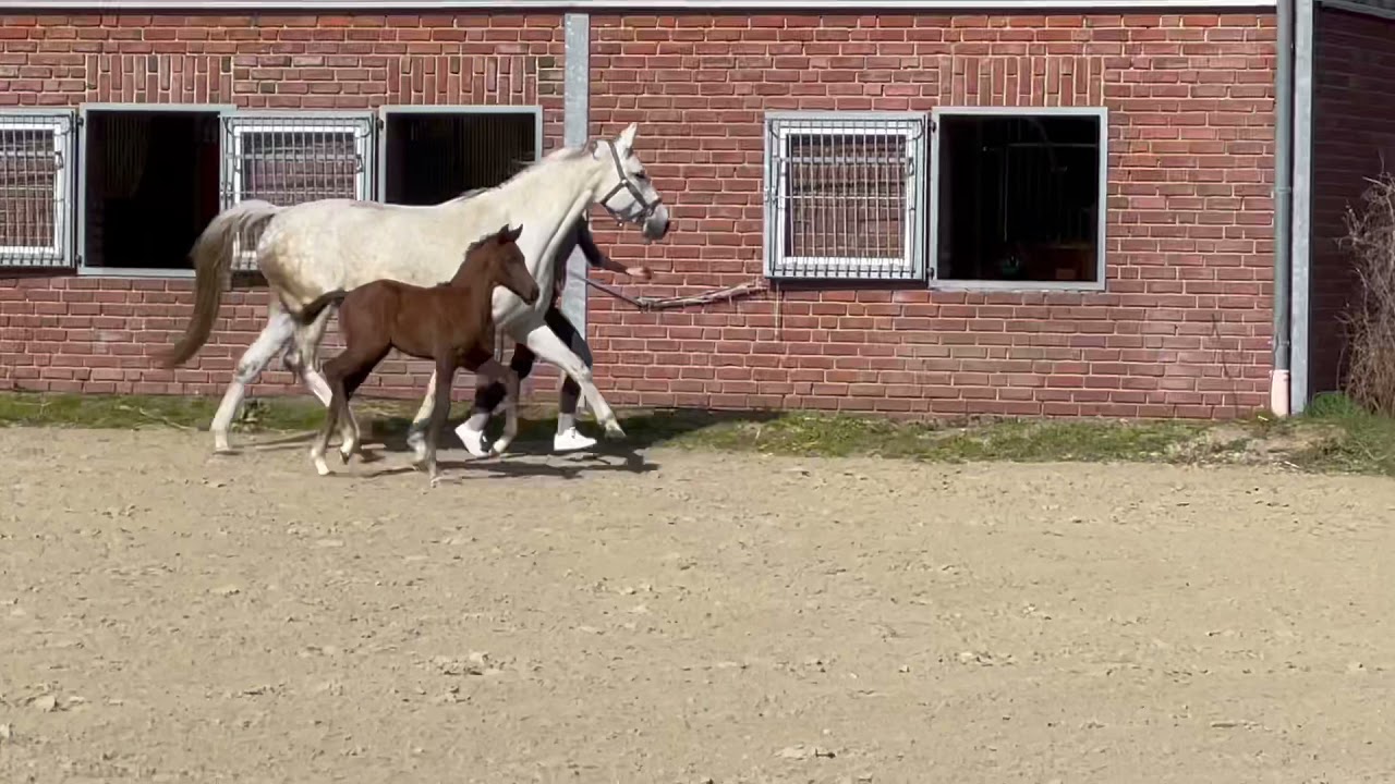 Hengstfohlen Valverde x Showstar