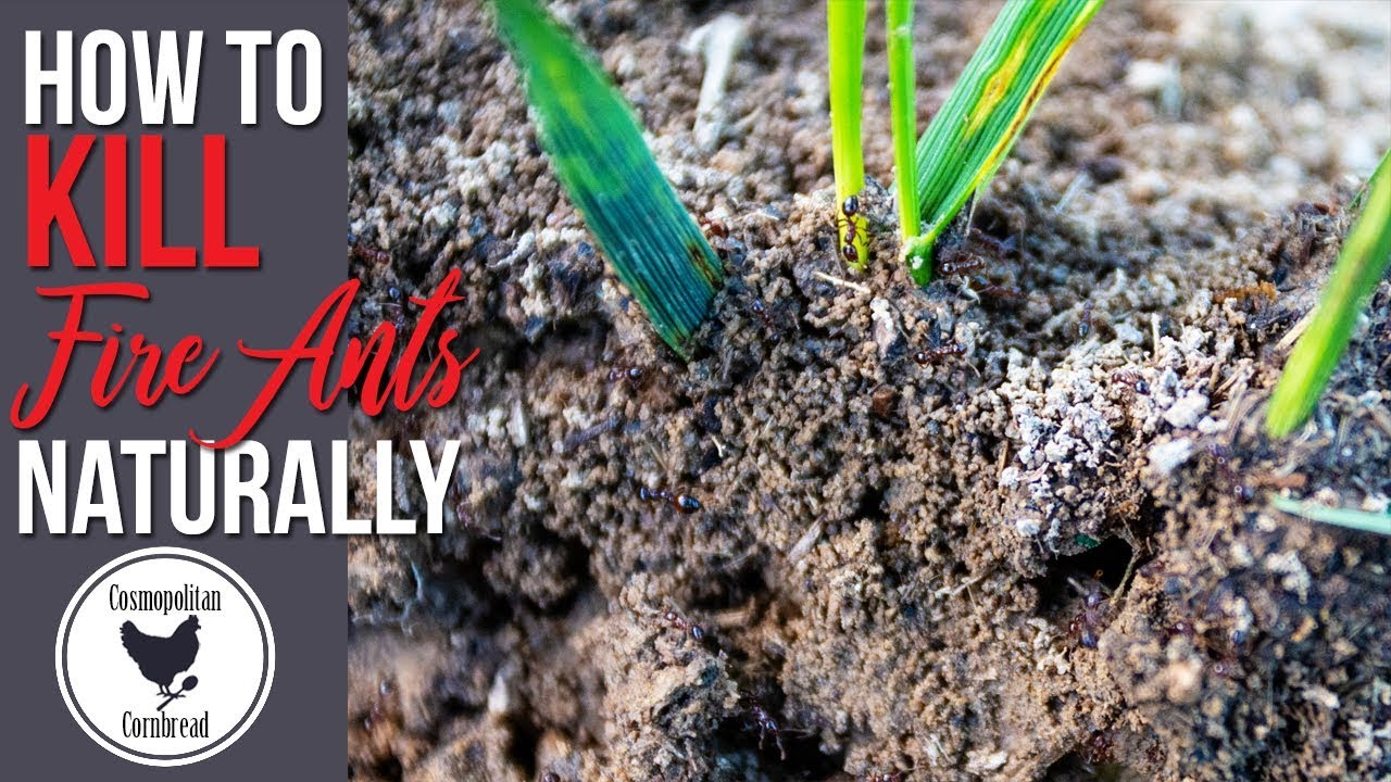 HOW TO GET RID OF FIRE ANTS NATURALLY | Cosmopolitan Cornbread Vlog