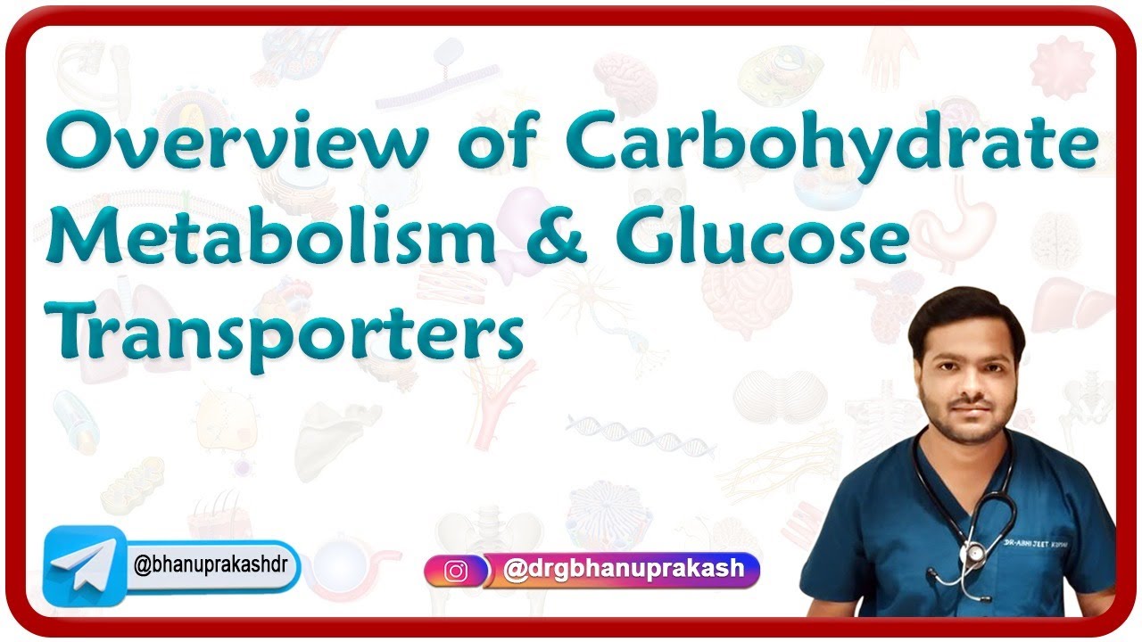 Overview of Carbohydrate Metabolism & Glucose Transporters