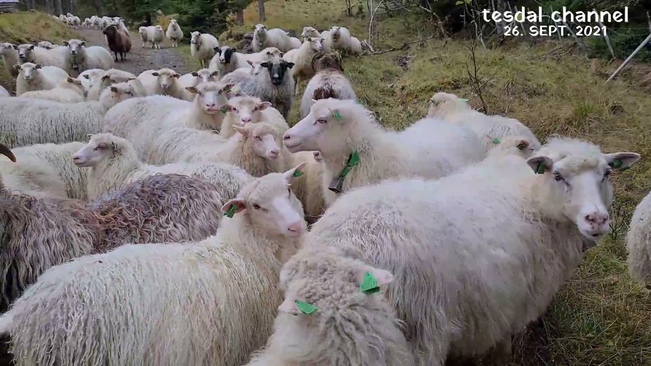 SAUESANKING | COLLECTING SHEEPS