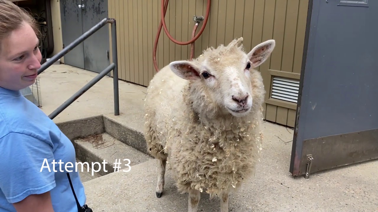 Meet the Neighbors: Sheep Weigh-In