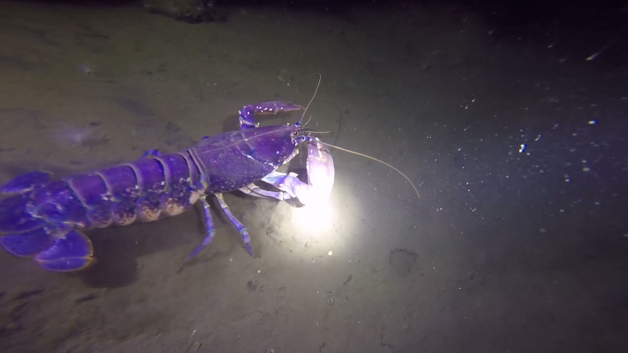 The Underwater World of OsloFjorden