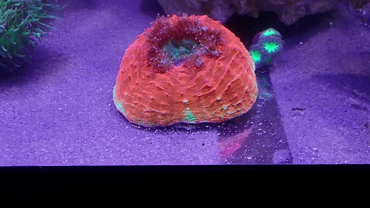 Feeding an Acanthophyllia Coral