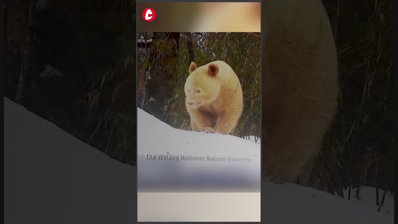 The World's ONLY white panda has been spotted 