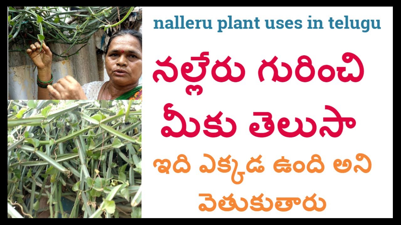 నల్లేరు గురించి మీకు తెలుసా |వజ్రవల్లి |అస్తిసంహర |nalleru plant uses in telugu|విరిగిన ఎముకలకి