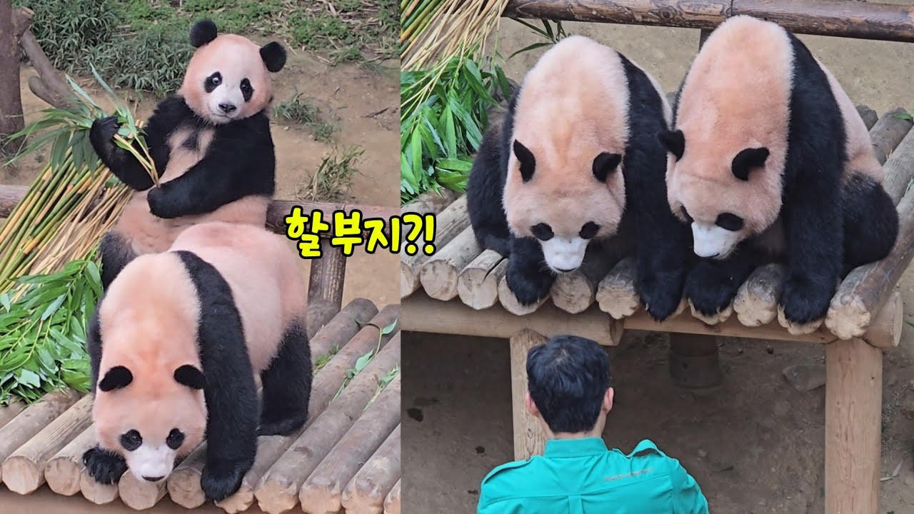[ep.762]먹으려던 밥 집어 던지고 할부지 앞으로 뽀짝뽀작 다가오는 루이♡후이 25.08.23