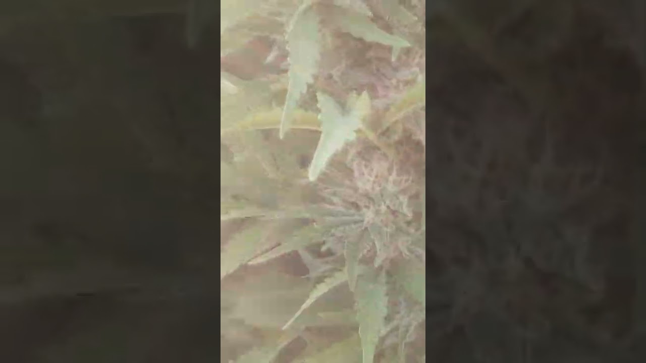Strain Harvest: Papaya