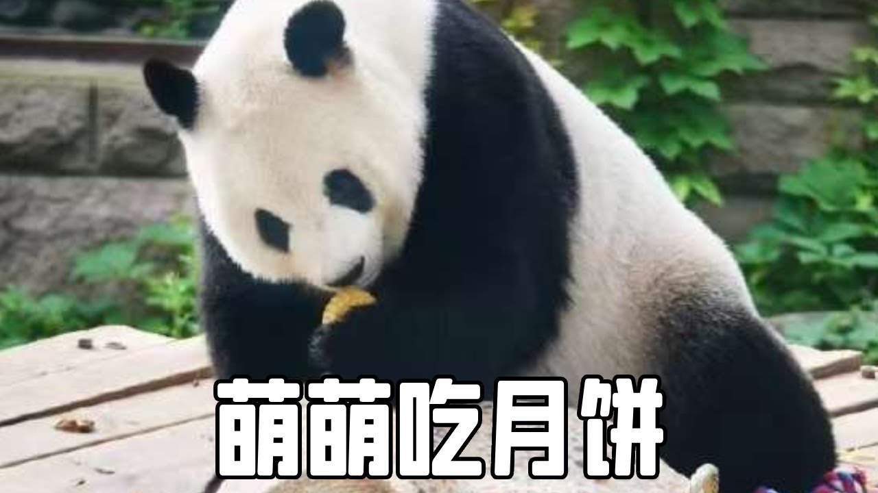大熊猫萌萌拿到月饼一脸嫌弃，看在奶爸面子上勉强尝一尝一口下去瞬间呆住，萌萌：今天的馒头竟然有馅儿！【你好大熊猫】