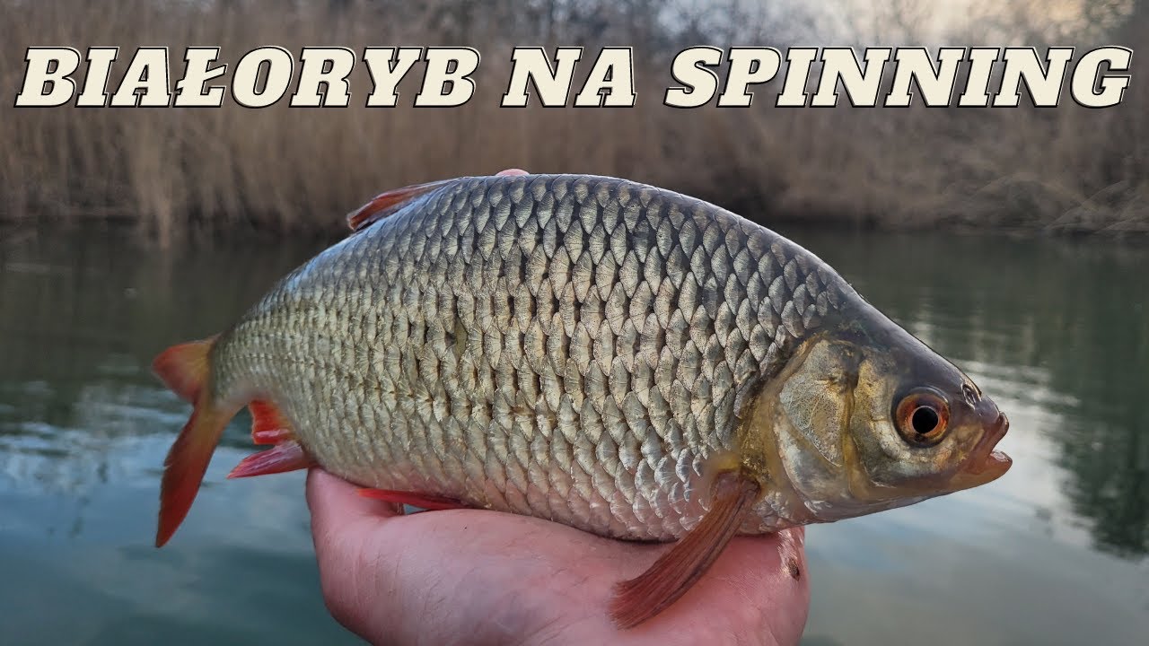 | BIAŁORYB na SPINNING | PIĘKNE WIOSENNE WZDRĘGI na ULTRALIGHT | Odc. 42