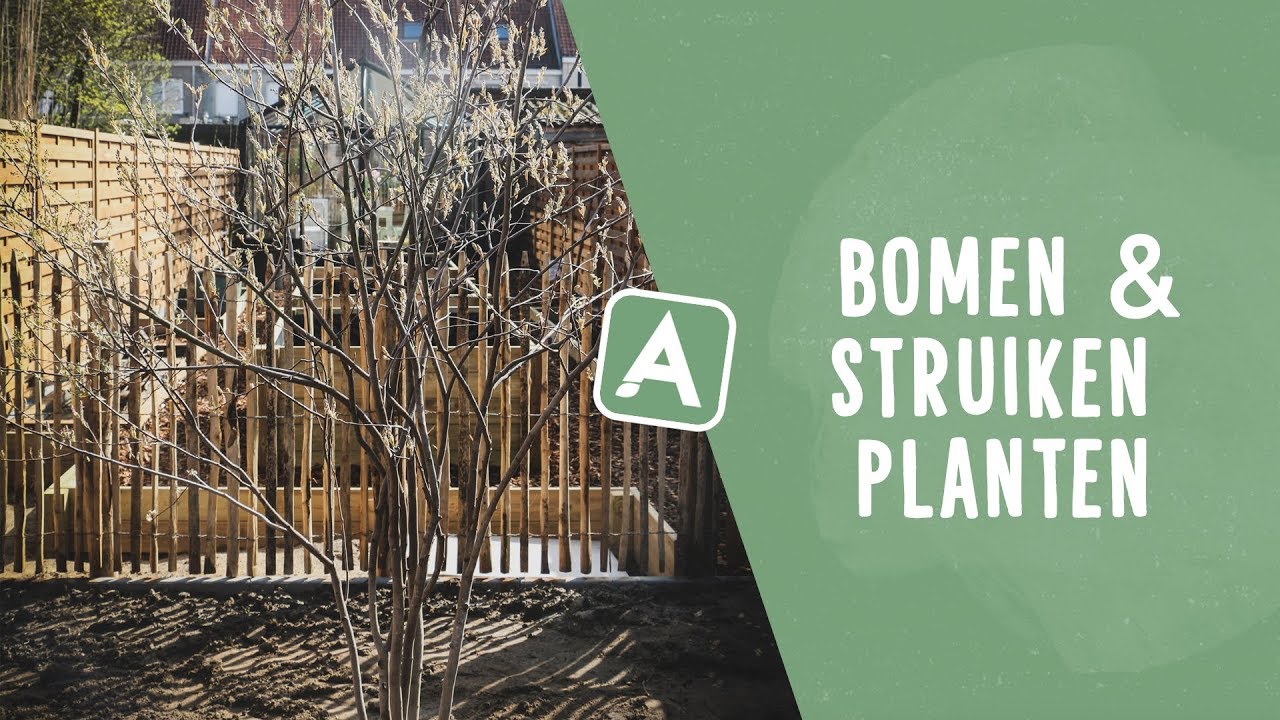 Bomen en struiken planten in je tuin: dit moet je zeker weten! I Angelo Dorny