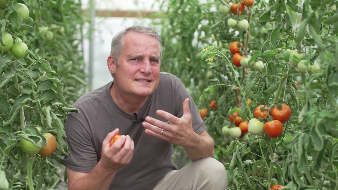 Extension Today, Episode 1, Tomatoes (overview)