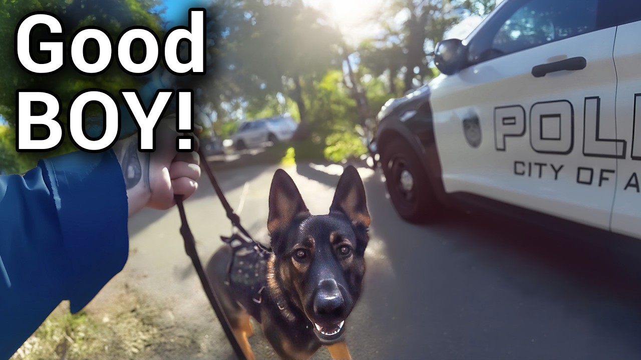 K9 Police Dog Tracks Her Down