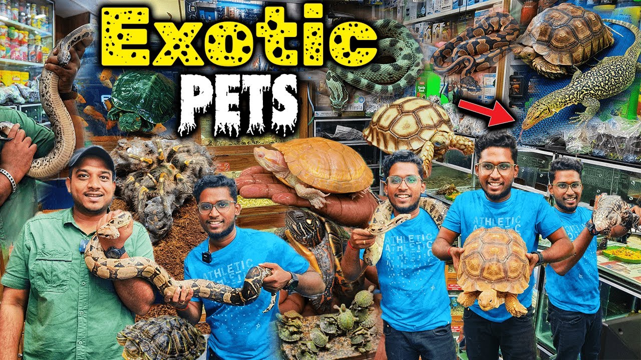 பாம்பு,பல்லி, உடும்பு என்னடா இதெல்லாம்|Rare exotic pets🫠|Home delivery|Xploring🌶️