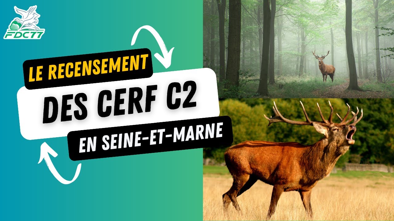 Le recensement des cerfs C2 en Seine-et-Marne