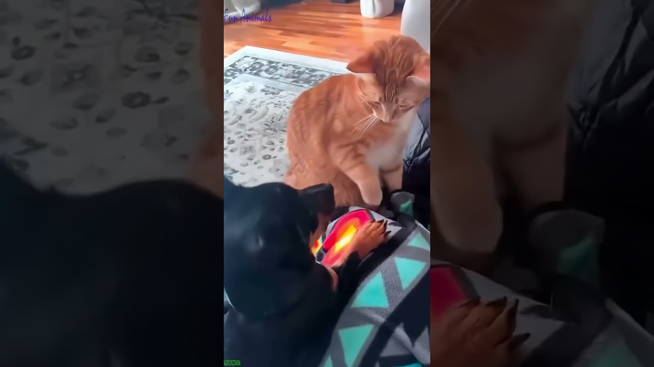❤️🐈 Funny cats ❤️🐈 , ❤️Funniest cats #FunAnimals  PART 334
