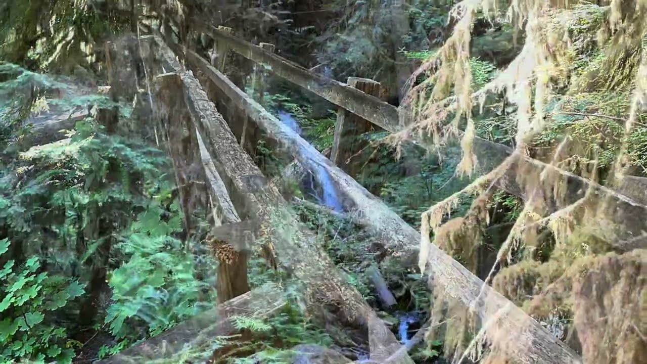 Olympic National Park -- Marymere Falls and Barnes Creek Trails
