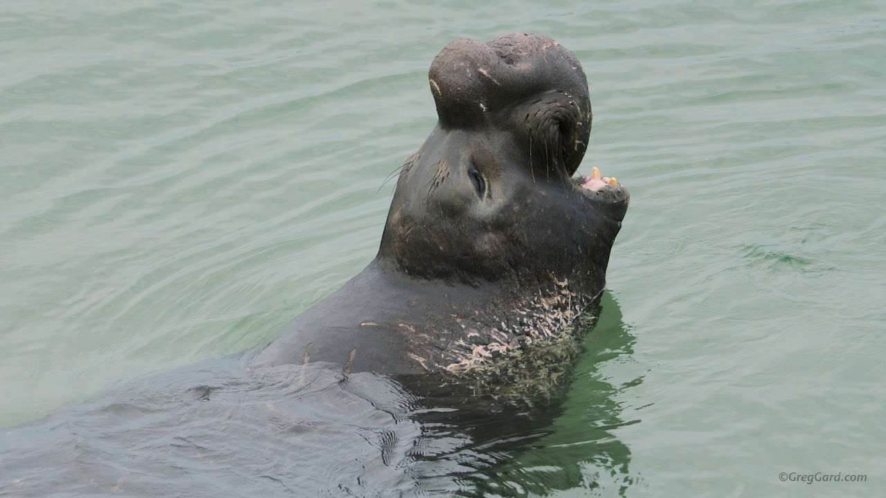 Elephant Seal vocalizing