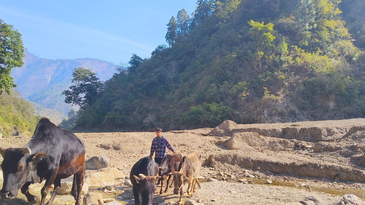 bulls ke sath river crossing aur maje aur jungle mein