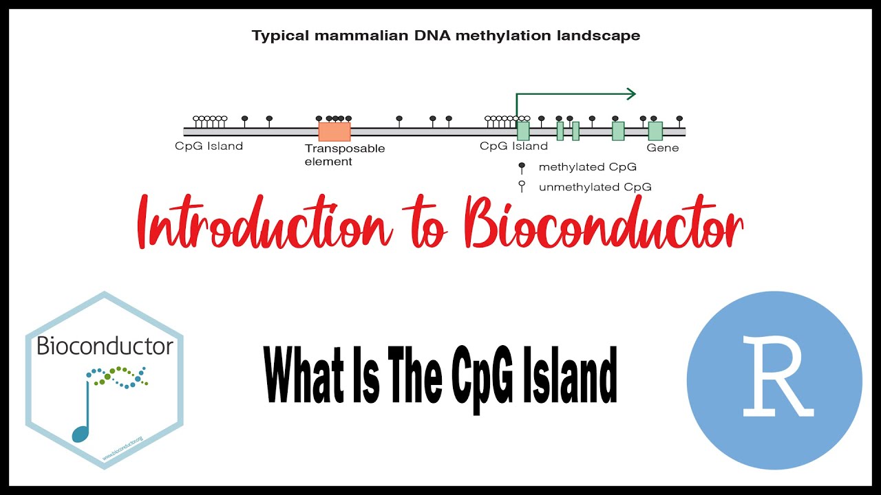 15 | Bioinformatics | What Is The CpG Island