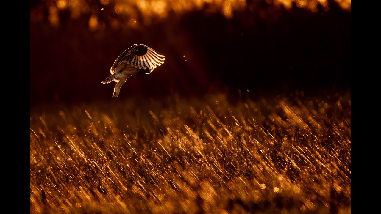 Poetry in motion (4K)