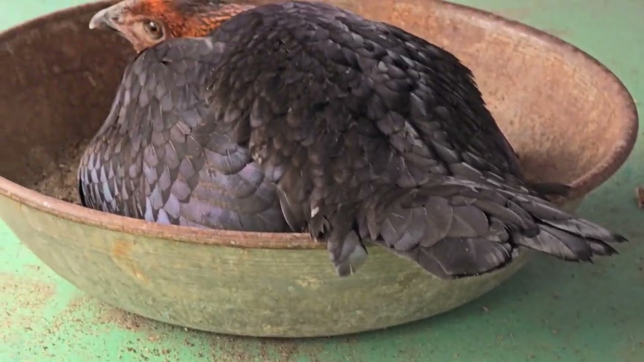 Uncut Version - அடைகாக்கும் கோழி Broody Hen
