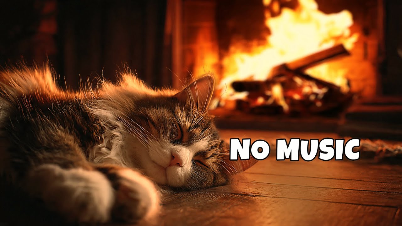 Cozy Fireplace & Cat Purring Sounds 🐱 Perfect for Sleep (3 Hours)
