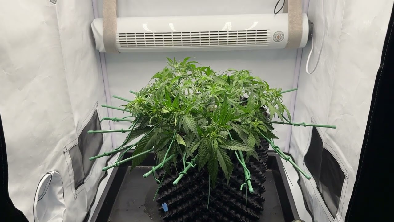 Soma Seeds - Amnezia Haze auto