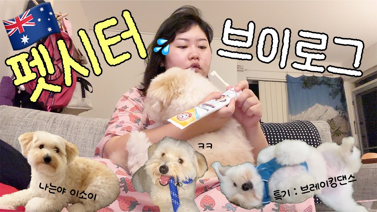 시드니 펫시터 일상 부이로그🐶🐾🇦🇺