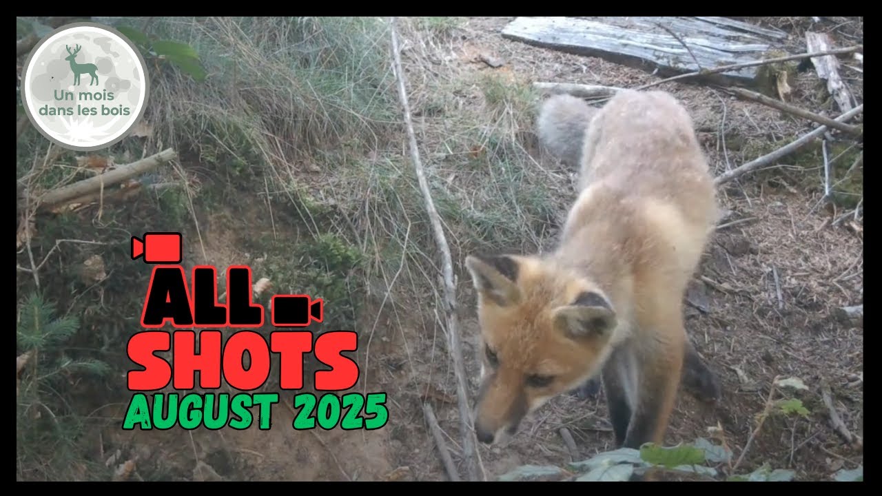 Fox, Deer, Birds & Rare Wildcat 🦊🦌🐗 | August 2025 in the Woods – All Shots #wildlife