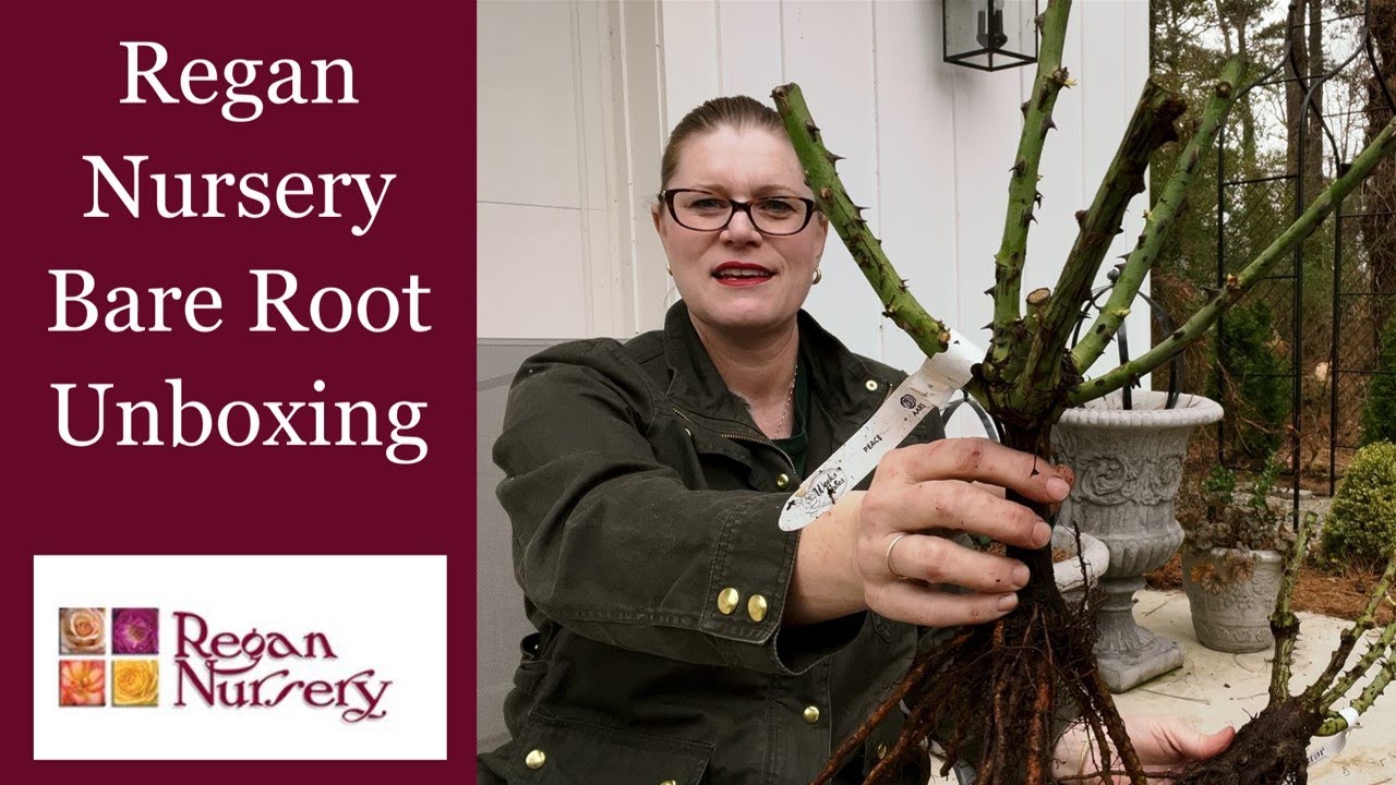 🌹 Regan Nursery Bare Root Rose Unboxing