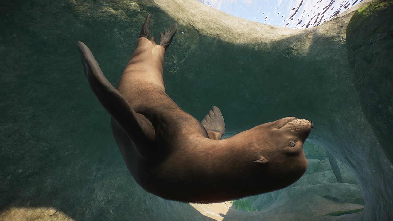PLANET ZOO California Sea Lion in Jameson Wildlife Park