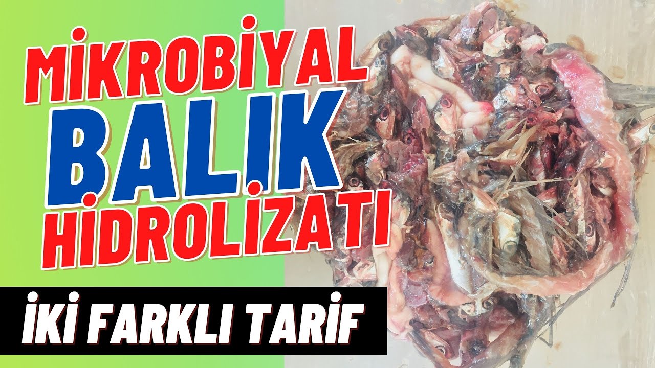 MİKROBİYAL BALIK GÜBRESİ NASIL YAPILIR? 2 FARKLI TARİF BALIK HİDROZİLAT -SIVI MİKROBİYAL GÜBRE