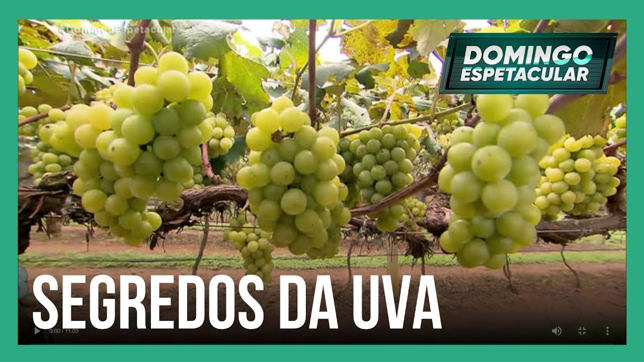 Mitos e Verdades: conheça todos os segredos da uva