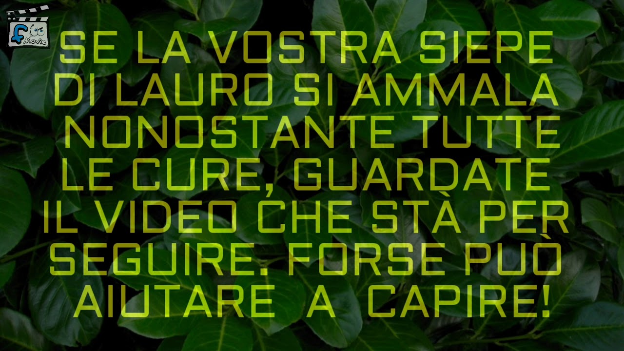 CERCHIAMO DI CAPIRE UNO DEI MOTIVI PER CUI LE FOGLIE DEL LAURO CERASO (SIEPE) SI AMMALANO.