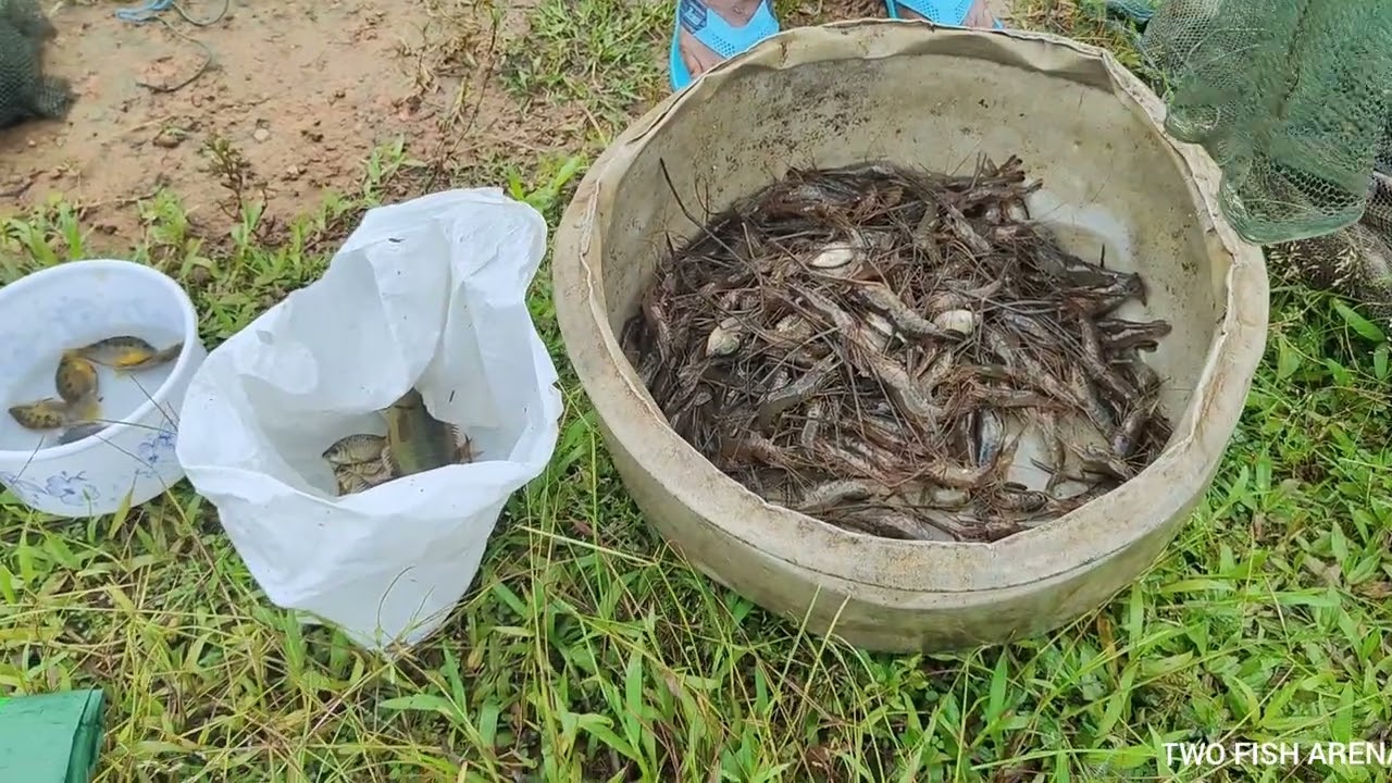 FISHING VIDEO - നാടൻ മീൻ പിടുത്തം നാടൻ ചെമ്മീനും വരാലും @annuponnus99955 