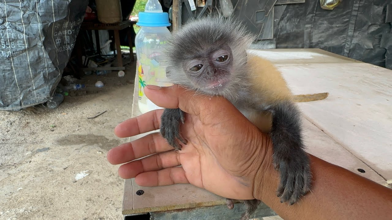This Baby Monkey Is So Cute It Will Melt Your Heart!