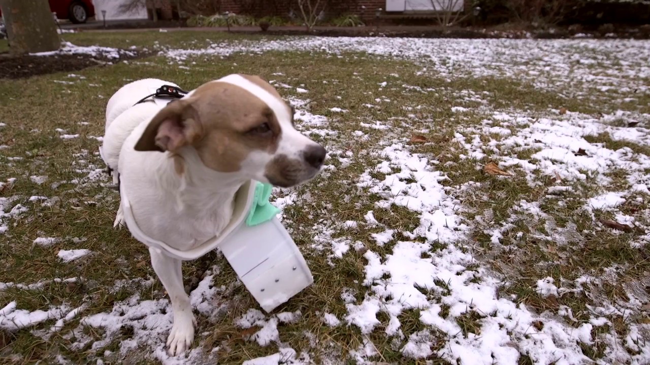 UD engineering students create prosthetic leg for tripod dog