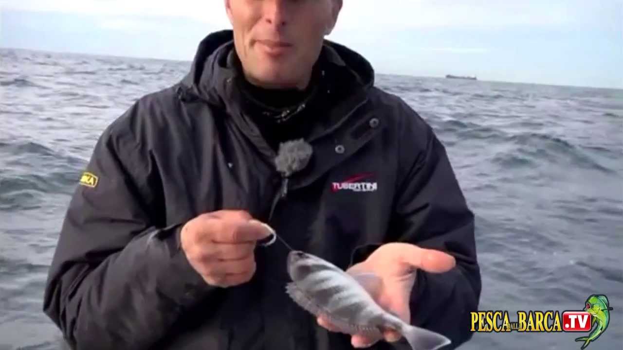 BOLENTINO: tanute a Livorno con Marco Volpi (video di pesca completo)
