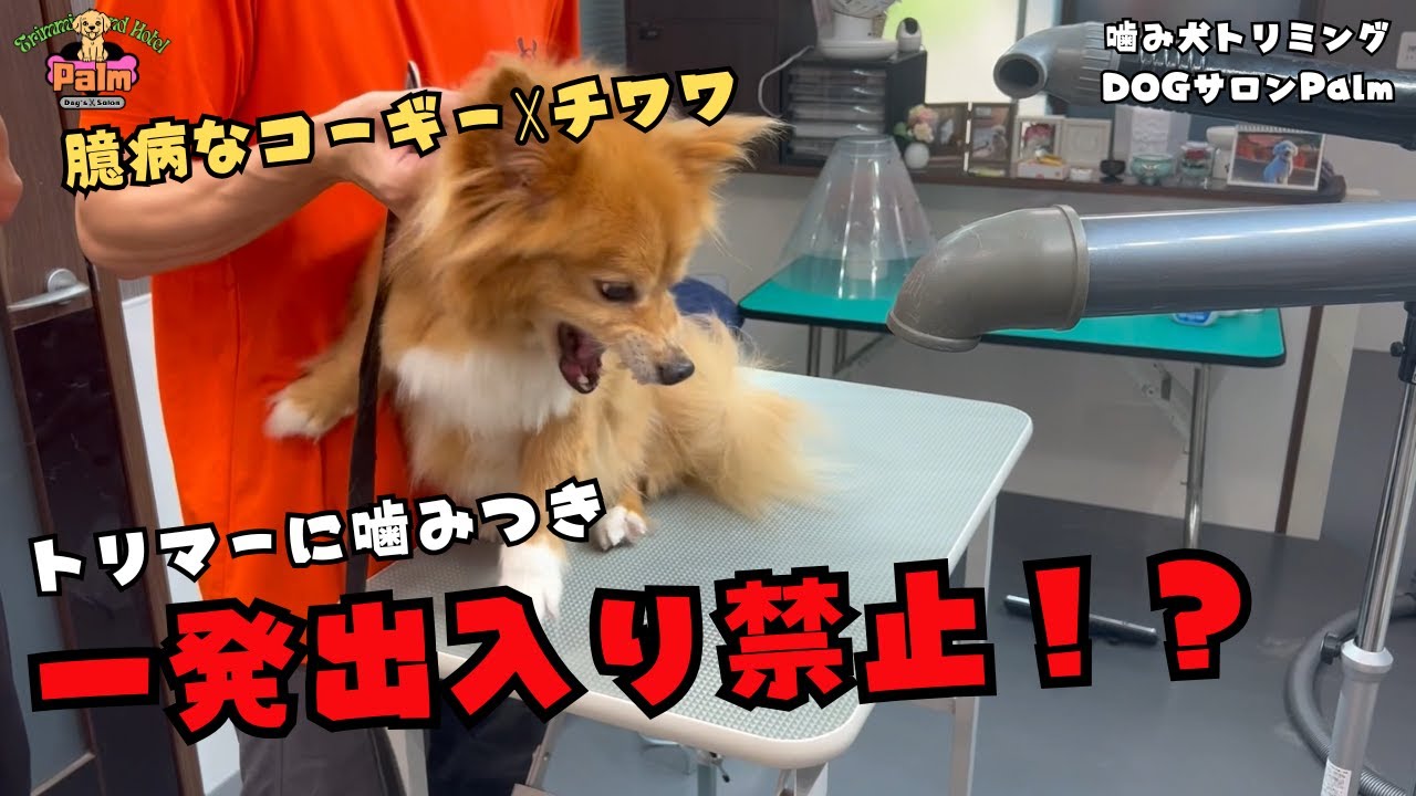 【初来店】他店では口輪で噛みつき！コーギー☓チワワの噛み犬トリミング！！
