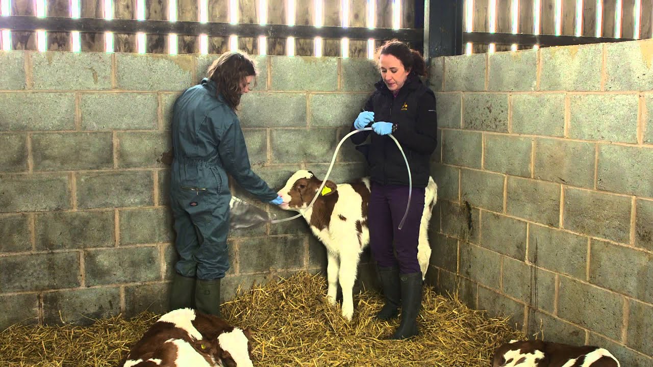 Colostrum feeding - brought to you by AHDB Dairy
