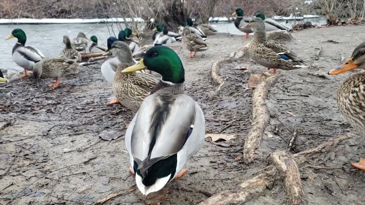 in Duck City we don't mind an overcast day.